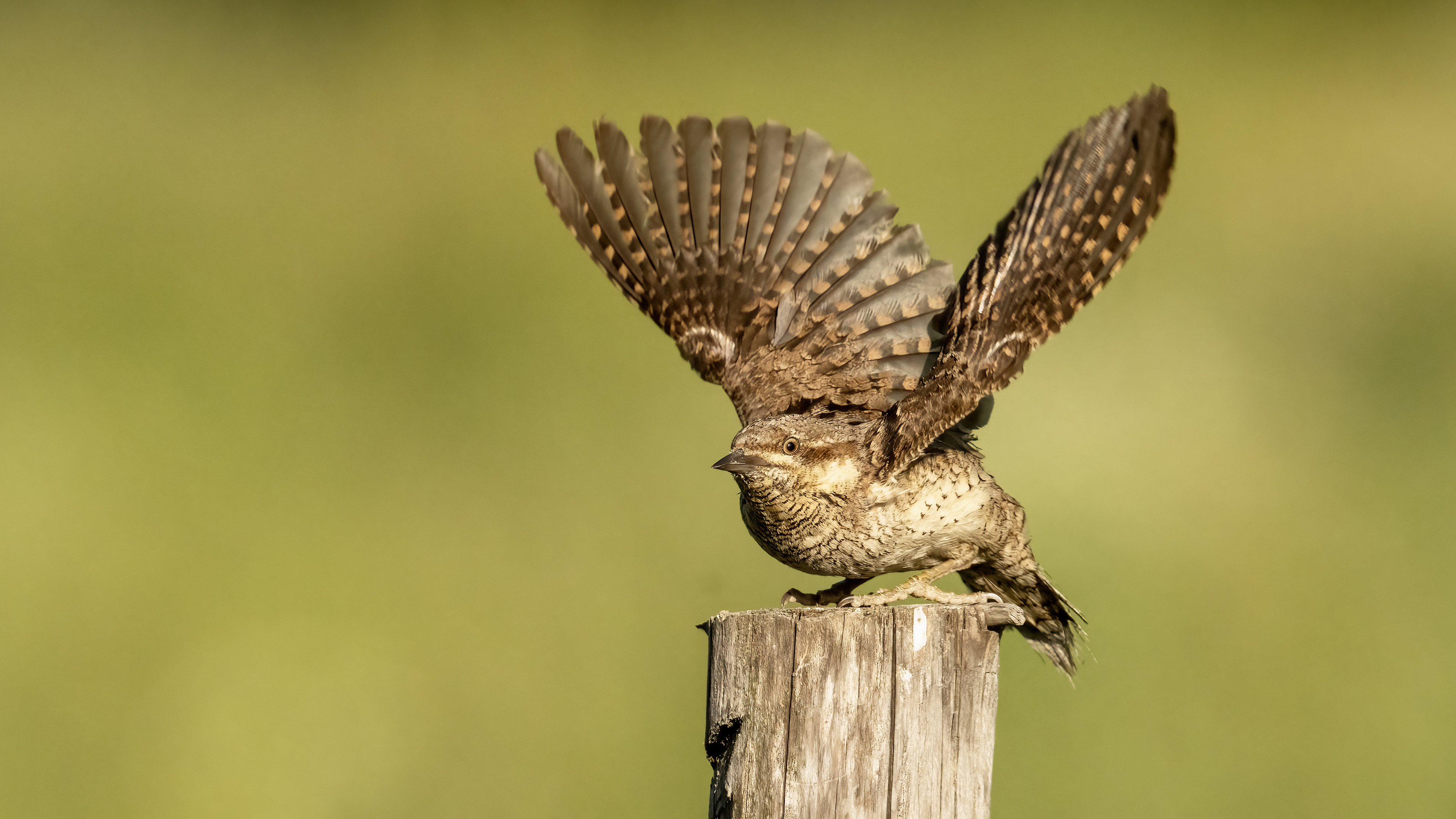 Eurasian Wryneck